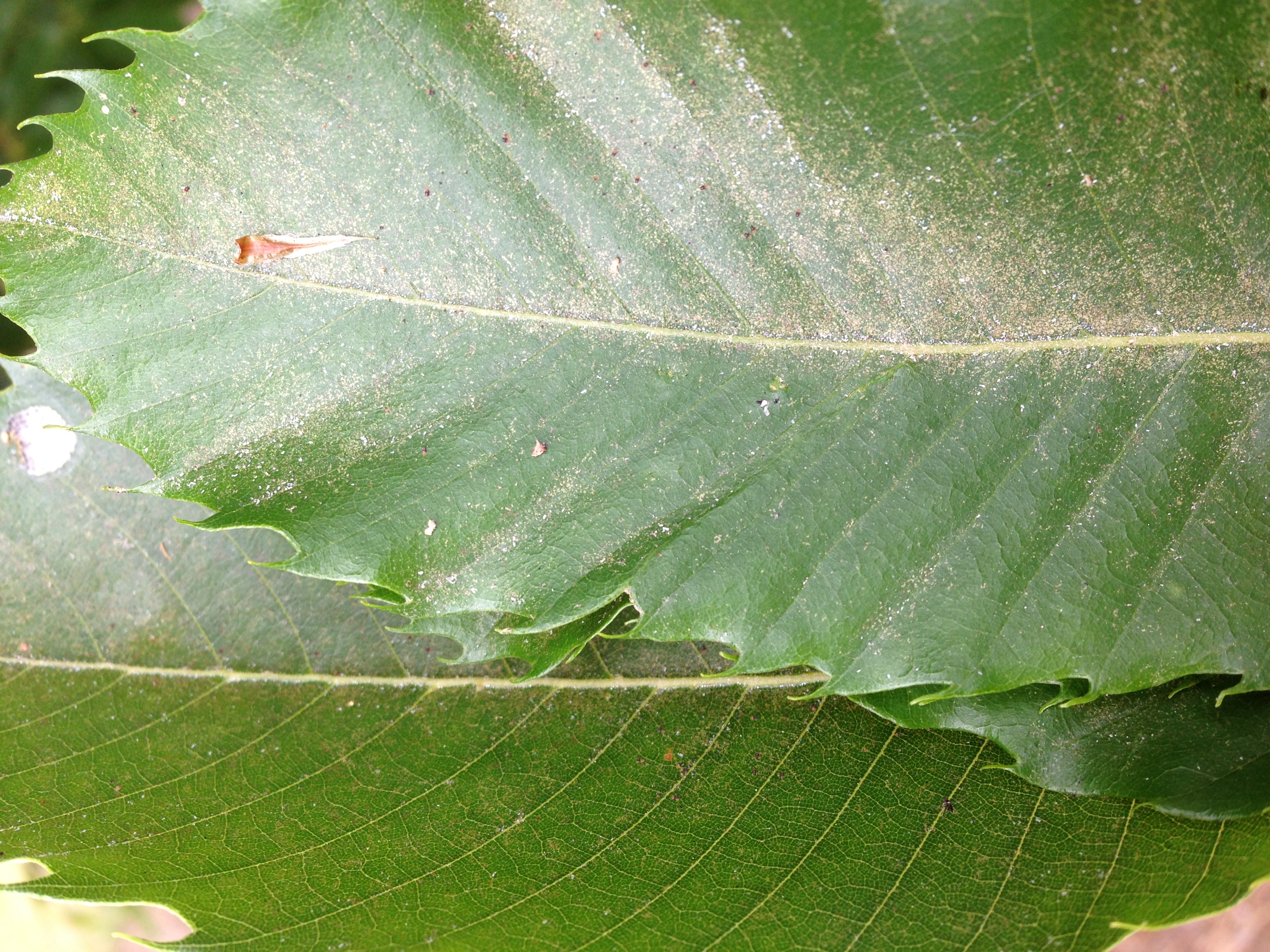 Bronzing and dusty leaf surface caused by European red mites.